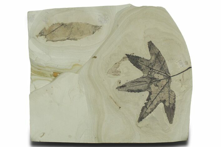 Fossil Leaf (Macginitiea & Allophylus) Plate - Insect Predation! #356064